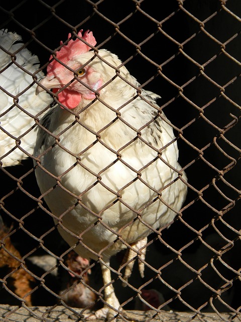 还在不断挑 还在不断挑