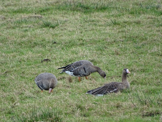 一名中後衛 一名中後衛